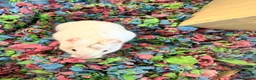 Hamster rodents for sale: 3 Syrian hamsters  in Manchester - Advert 3