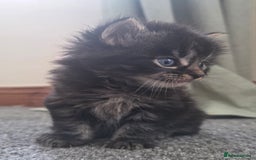 British Longhair cats for sale: Long haired kittens looking for 5* homes - Image 7
