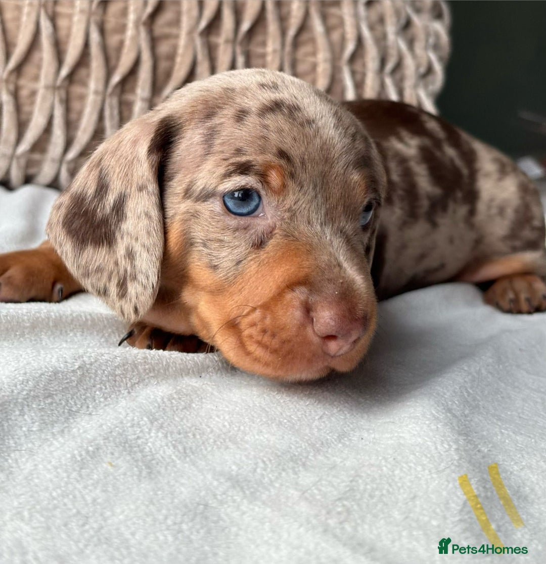 Miniature Dachshund dogs for sale: For Sale Adorable Miniature Dachshund puppies - Advert 21