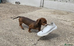 Dachshund dogs for sale: "READY GO STUNING 5 STANDARD DACHSHUND PUPPIES  - Image 15