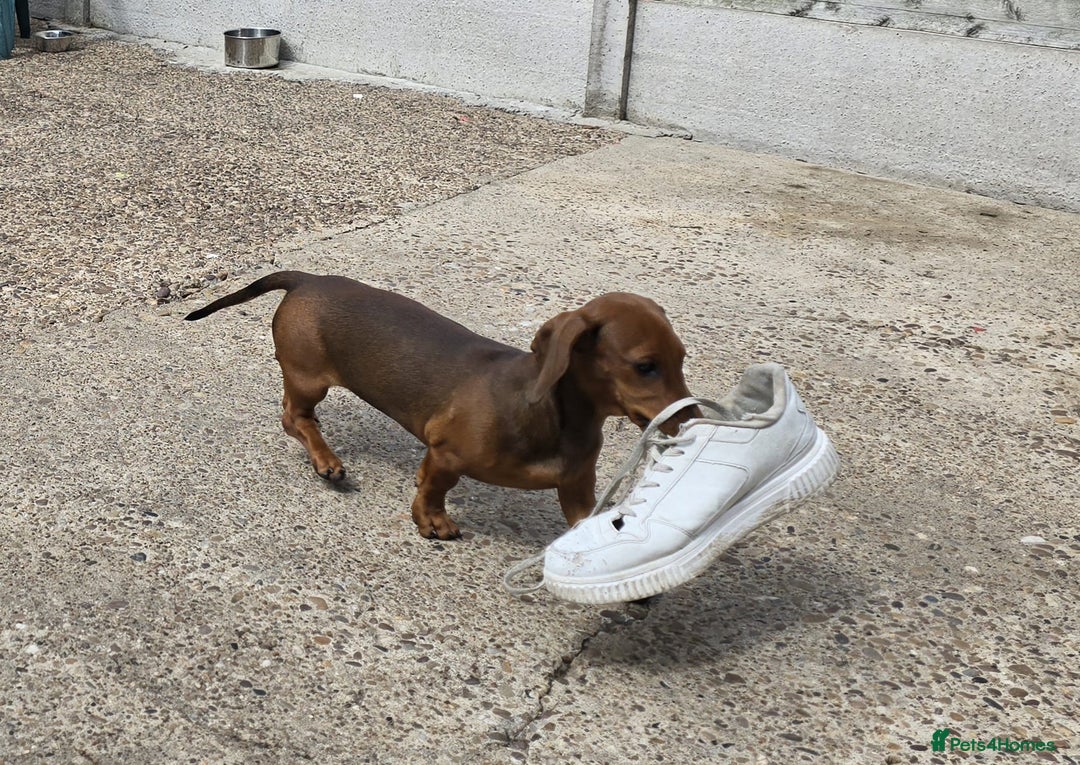 Dachshund dogs for sale: "READY GO STUNING 5 STANDARD DACHSHUND PUPPIES  - Image 15