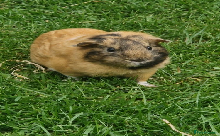 Guinea Pig rodents - Advert 15