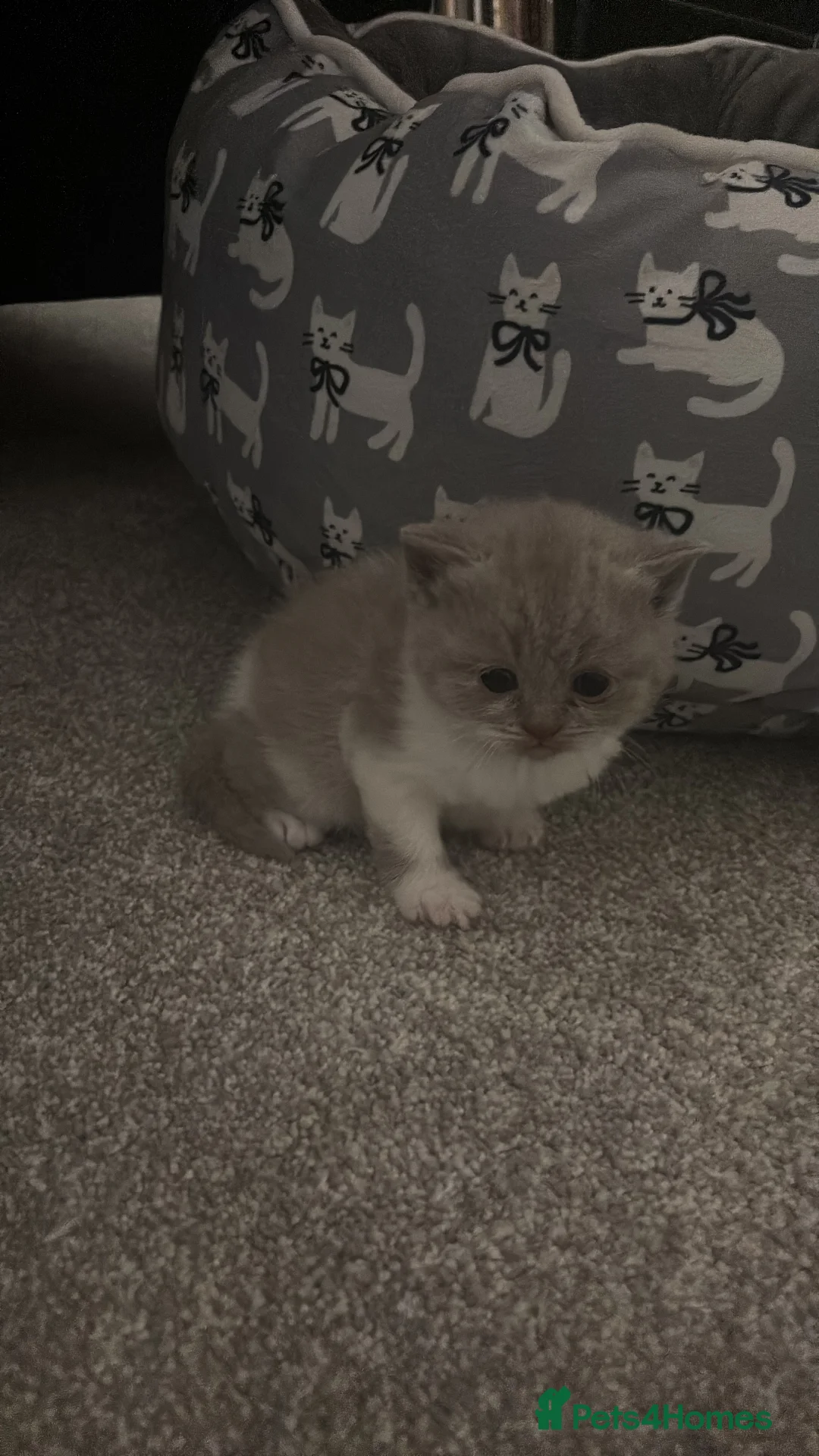 British Shorthair cats for sale: Pure Bred British Shorthair kittens x 4 - Advert 11