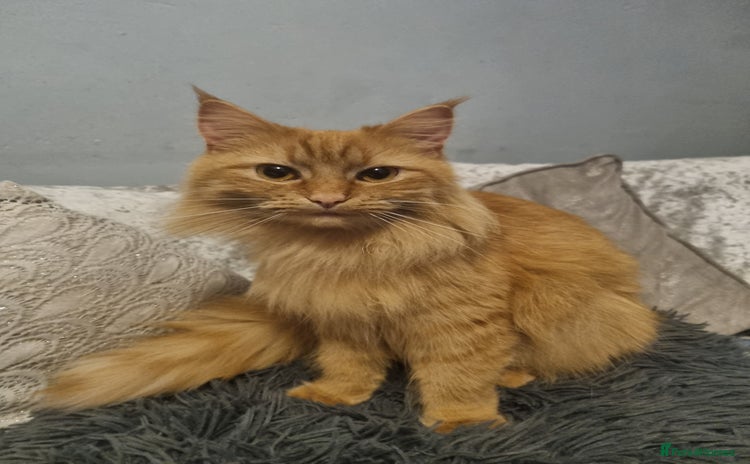 Maine Coon cats - Advert 5