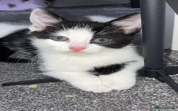 Ragdoll cats for sale: Half ragdoll kitten (female) - Image 1