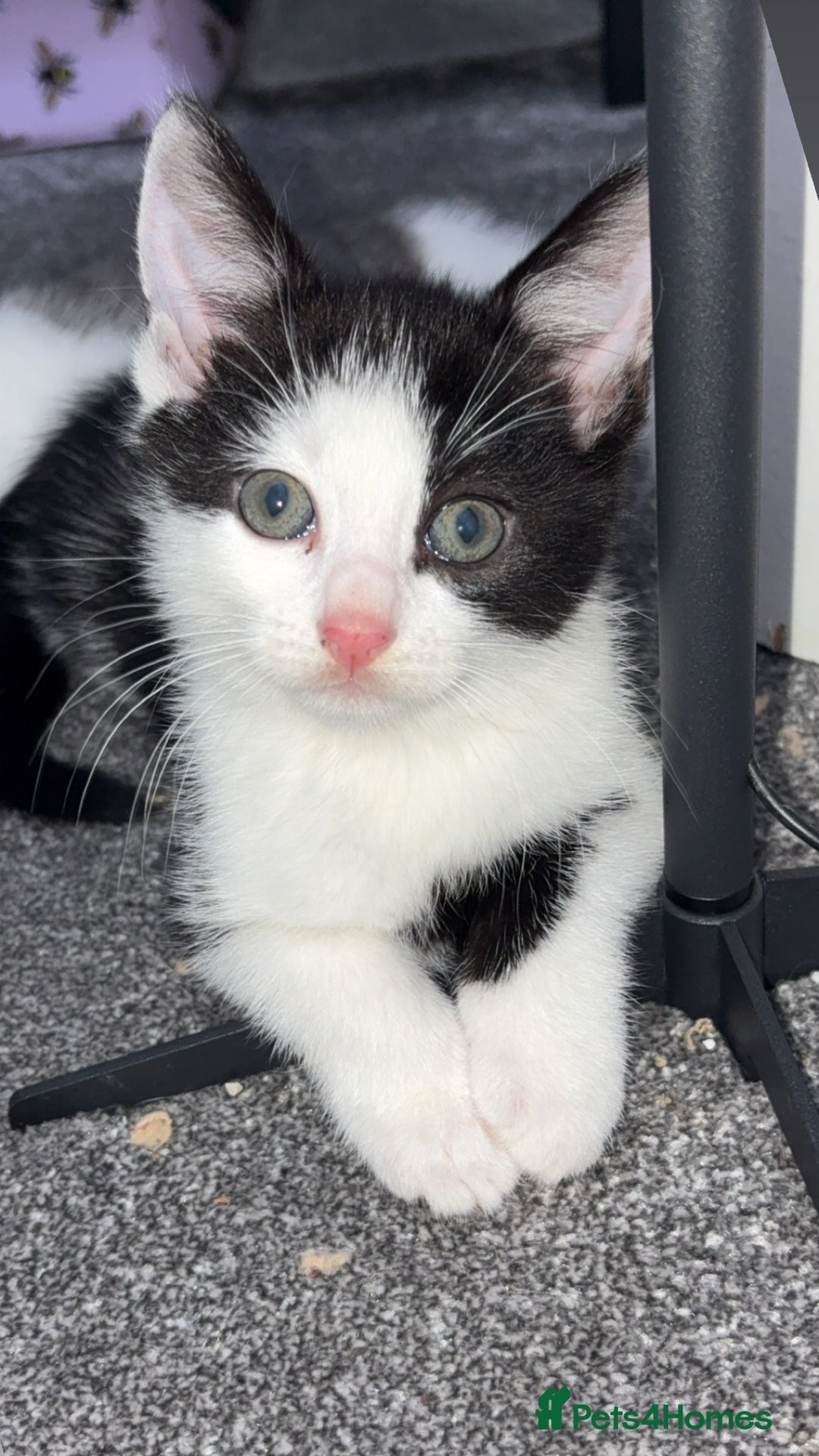 Ragdoll cats for sale: Half ragdoll kitten (female) - Image 1