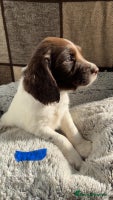 English Springer Spaniel dogs Quality ESS KC Reg Health Tested Parents 5⭐️ - Advert 6