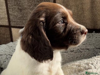 English Springer Spaniel dogs Quality ESS KC Reg Health Tested Parents 5⭐️ - Advert 17