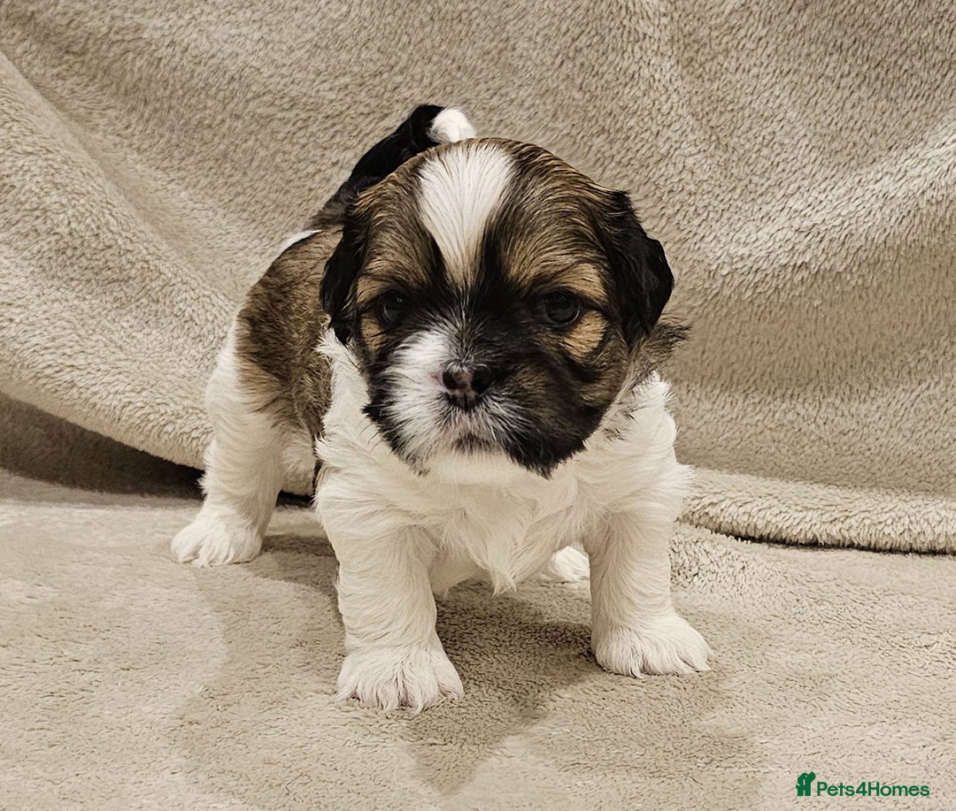 Lhasa Apso dogs for sale: Stunning pedigree Lhasa Apso Puppies - Advert 17