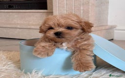 Maltipoo dogs for sale: Adorable Maltipoo Puppies for Sale! 🐾❤️ - Image 8