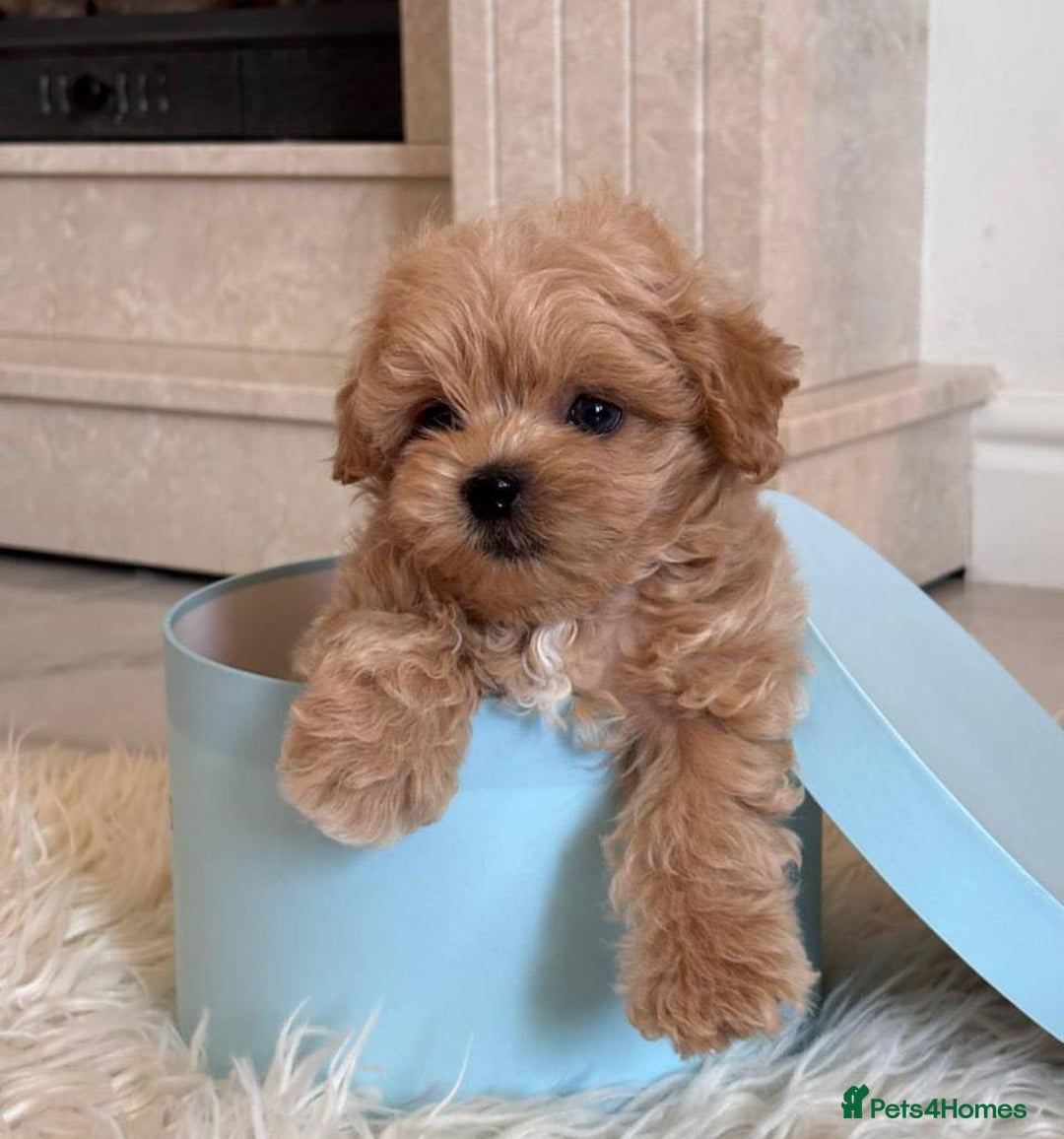 Maltipoo dogs for sale: Adorable Maltipoo Puppies for Sale! 🐾❤️ - Image 8