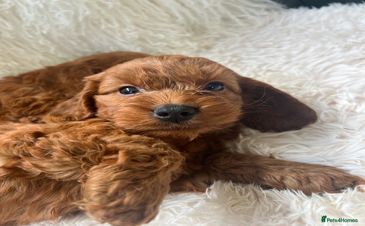 Cavapoo dogs - Advert 4