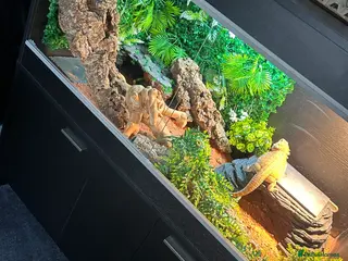 Bearded Dragon reptiles Bearded Dragon full set up - Advert 4