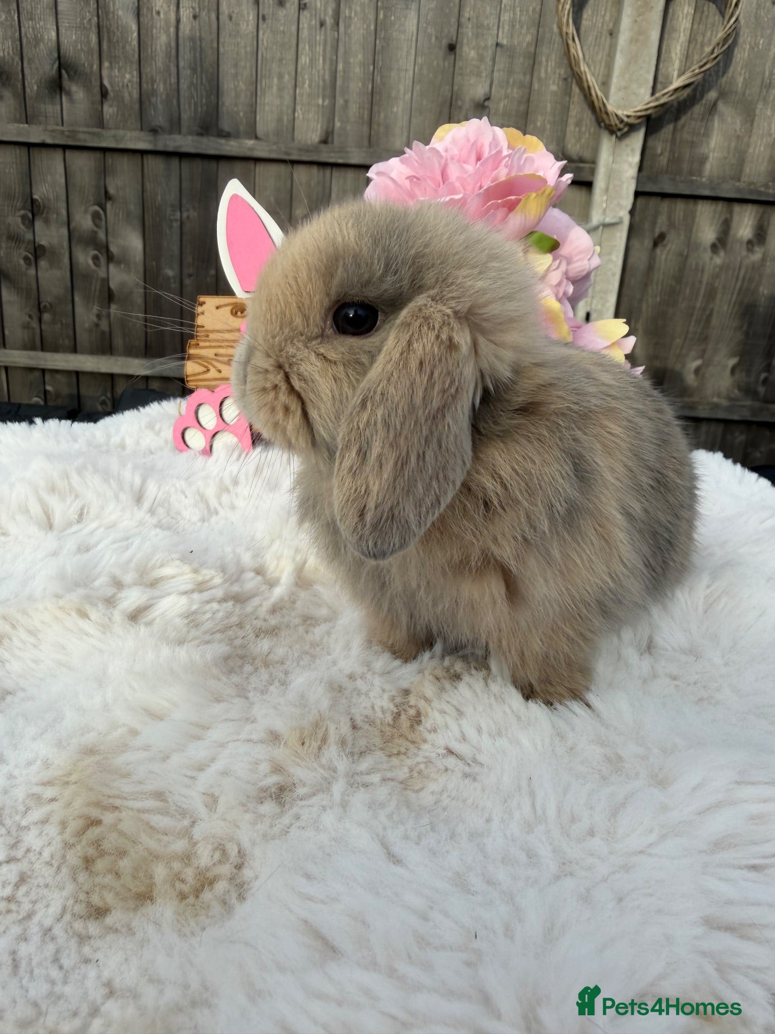 Mini Lop rabbits Gorgeous Mini Lops ready 22nd September - Advert 2