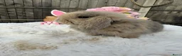 Mini Lop rabbits for sale: Gorgeous Mini Lops ready 22nd September - Advert 9