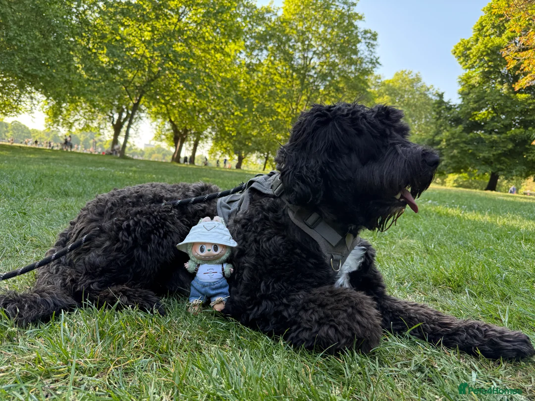 Portuguese Water Dog dogs for stud: Stud muffin lookin for lovin in Cambridge - Advert 8