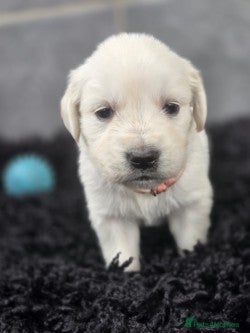 Golden Retriever dogs Beautiful golden retriever pups  - Advert 2