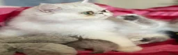 Persian cats for sale: Adorable Silver tipped Persian Boy  in Porthcawl - Advert 24