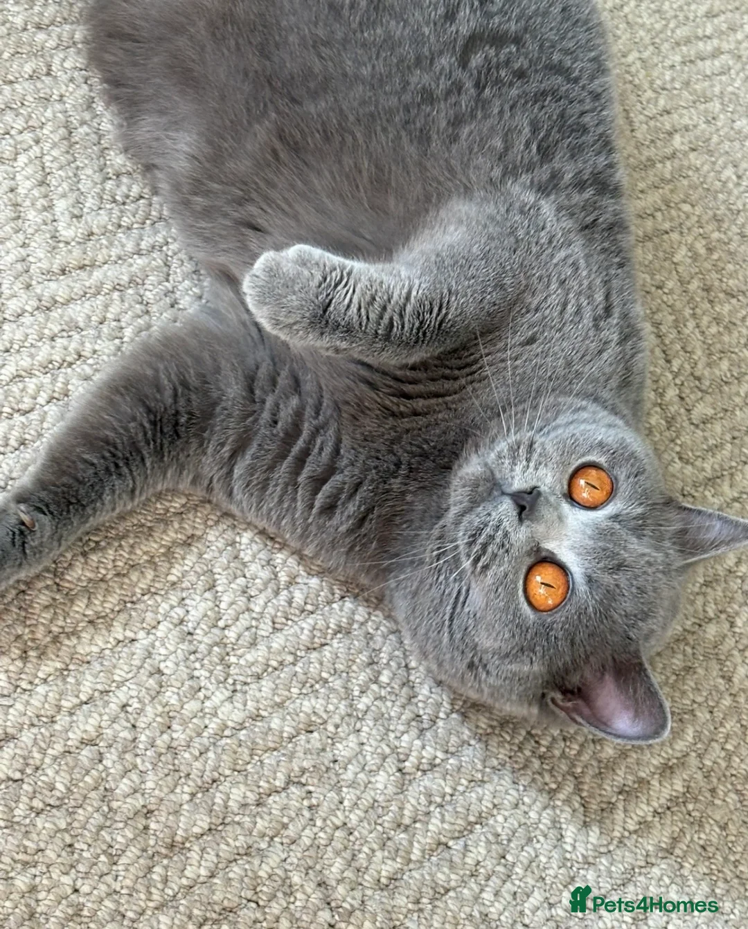 British Shorthair cats for sale: Beautiful blue adult girl  - Advert 4