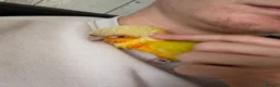 Conures birds for sale: Suncheek conure in Cradley Heath - Advert 5