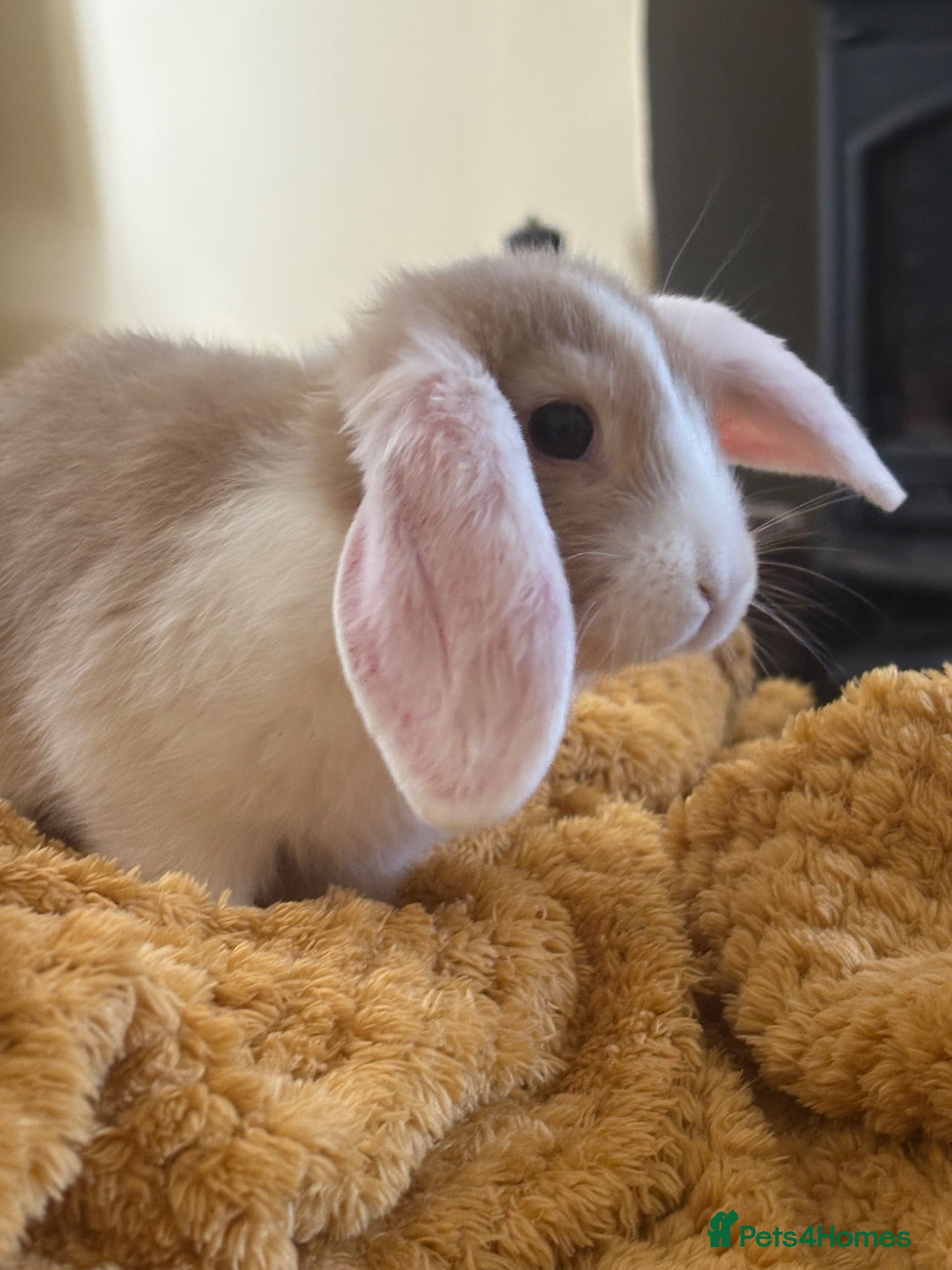 Mini Lop rabbits Mini lops-raised indoors-vaccinated  - Advert 2