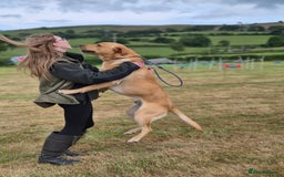Labrador Retriever dogs for sale: Fox Red Labrador Puppies  - Image 2