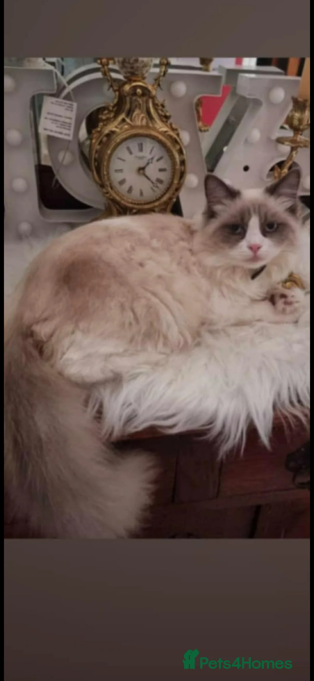 Ragdoll cats for sale: Ragdoll - Advert 19
