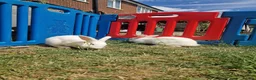 British Giant rabbits for sale: Spanish giant rabbits  - Advert 4