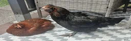 Chickens poultry for sale: 2 Gorgeous Hens in Manchester - Advert 2