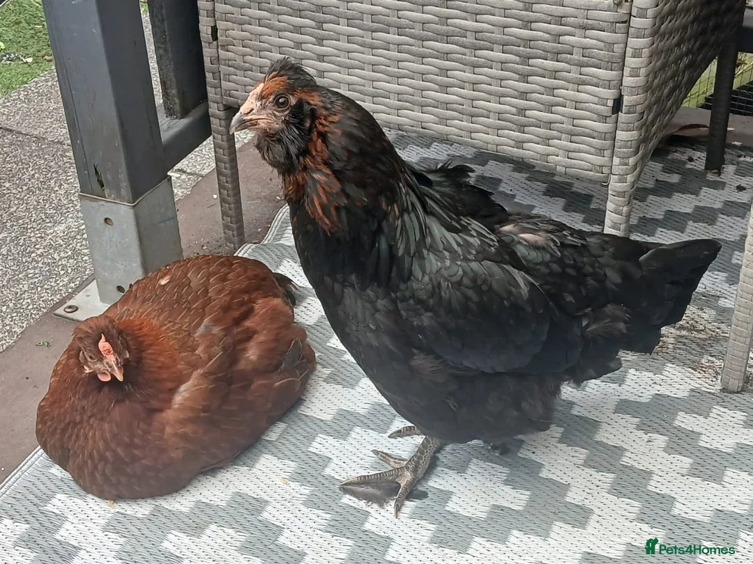 Chickens poultry for sale: 2 Gorgeous Hens in Manchester - Advert 2