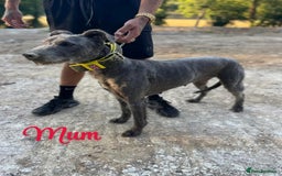 Mixed Breed dogs for sale: wheaten bull saluki whippet greyhounds - Image 8