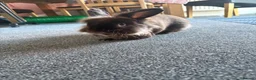 Mixed Breed rabbits for sale: Stanley bun-buns  in Doncaster - Advert 2