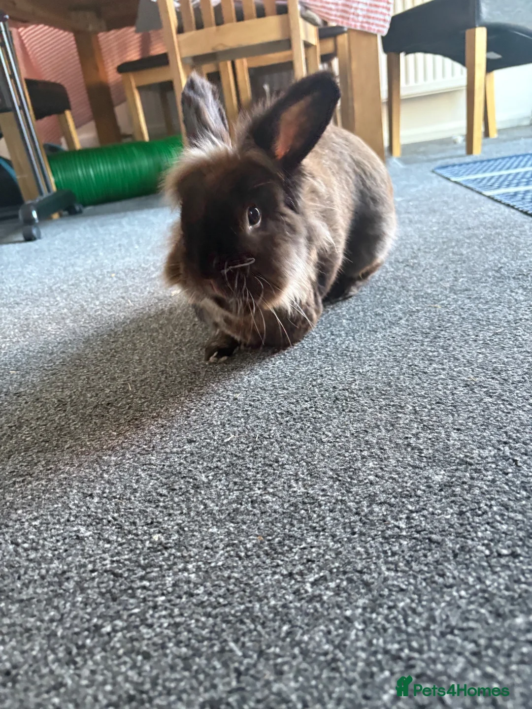 Mixed Breed rabbits for sale: Stanley bun-buns  in Doncaster - Advert 2
