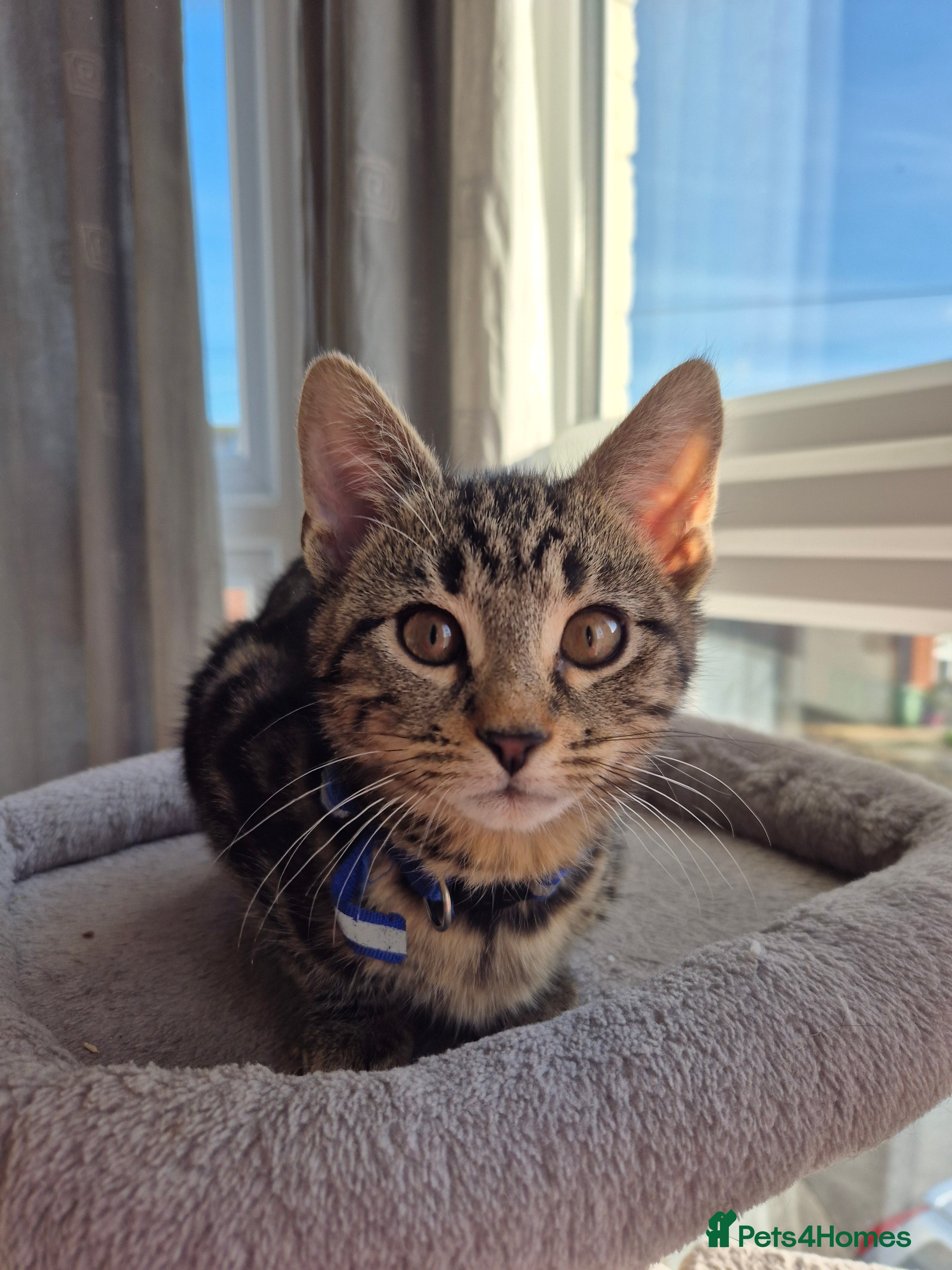 Mixed Breed cats last gorgeous girl re-available.  - Advert 9