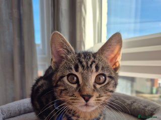 Mixed Breed cats last gorgeous girl re-available. - Advert 15