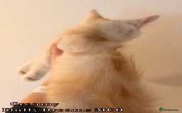 Maine Coon cats for sale: Fluffy Maine Coons 3 girls 1 boy active/non-active - Image 18