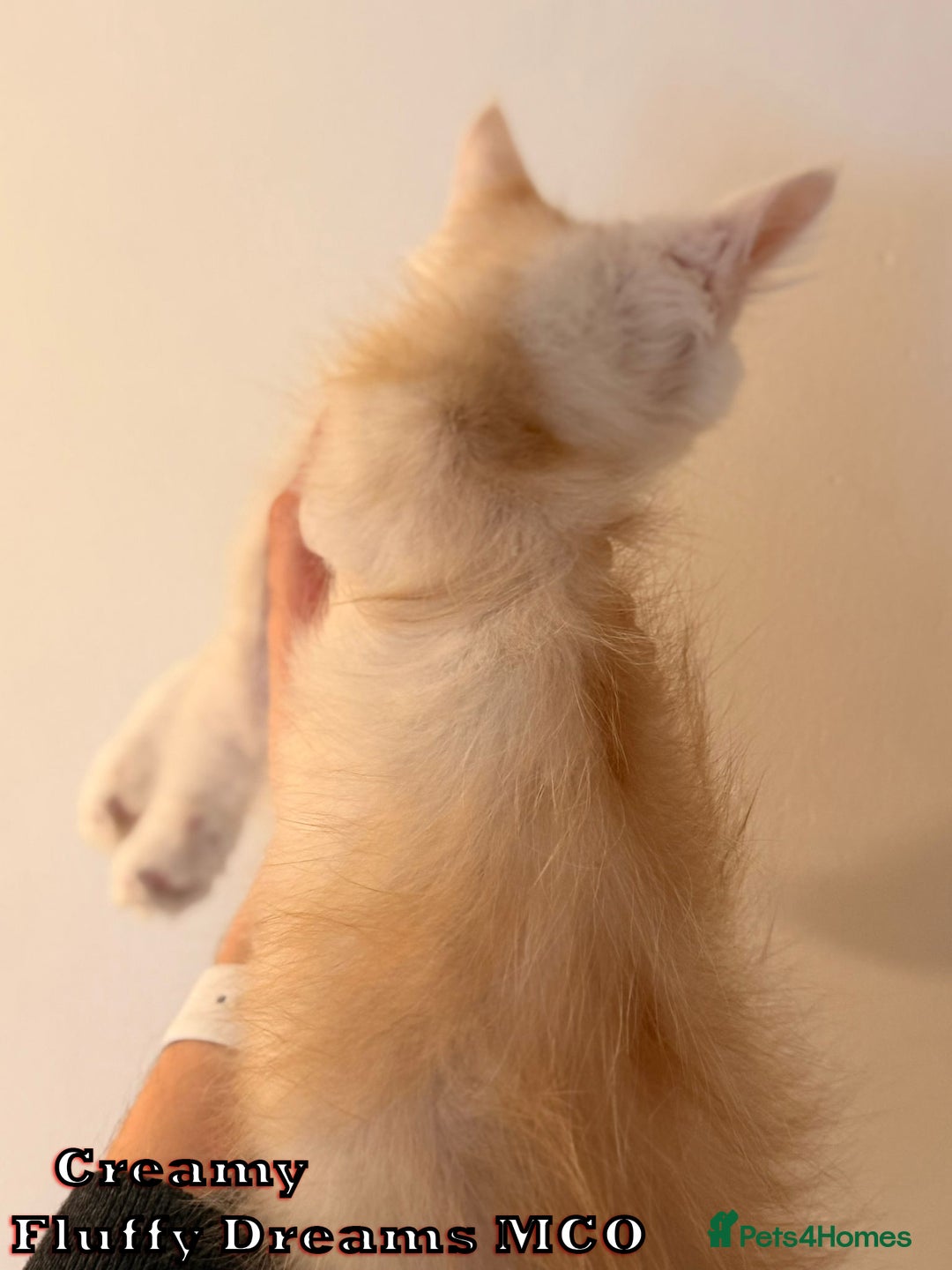 Maine Coon cats for sale: Fluffy Maine Coons 3 girls 1 boy active/non-active - Image 18