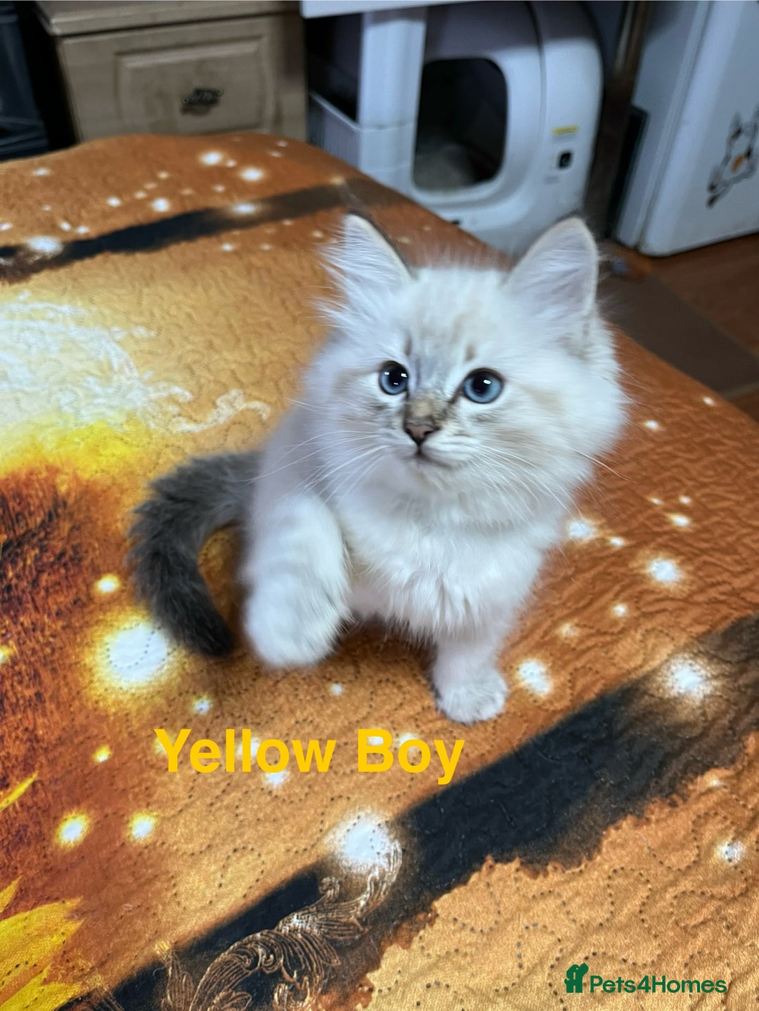 Ragdoll cats for sale: ❗️❤️5 Incredibly Beautiful Ragdoll Kittens❤️🐈  - Image 14