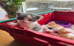 Mixed Breed cats for sale: Kittens.. Ready to reserve.  - Image 4