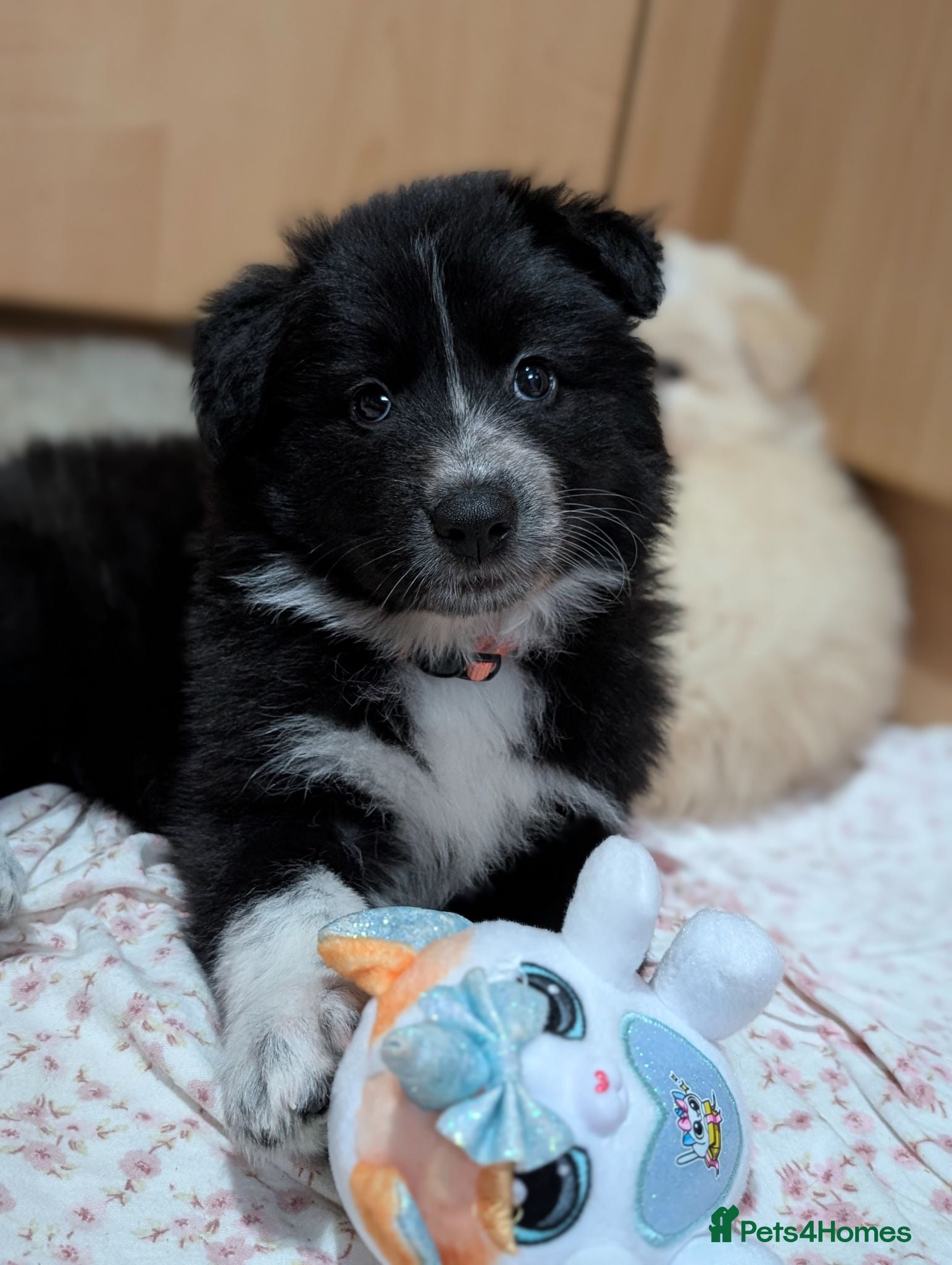 Mixed Breed dogs Border Collie cross Husky cross swiss shepherd  - Advert 1