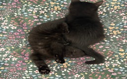 British Shorthair cats for sale: 🐾 Adorable Baby Kittens for Sale! 🐾 - Image 13