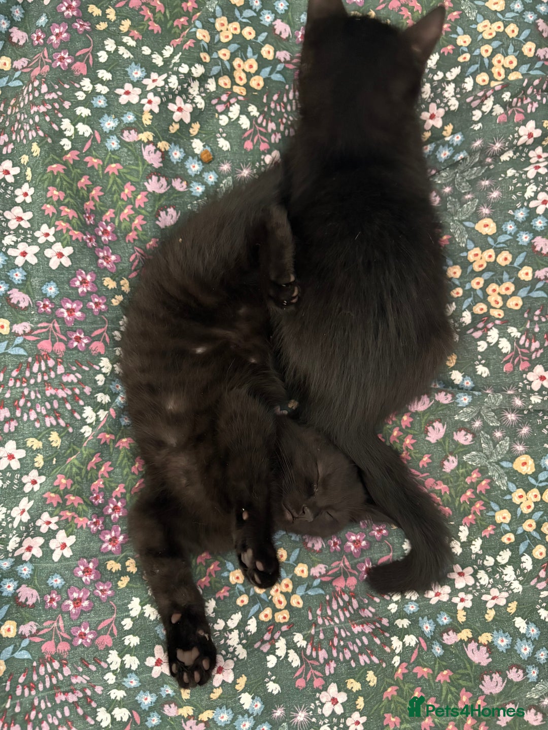 British Shorthair cats for sale: 🐾 Adorable Baby Kittens for Sale! 🐾 - Image 13