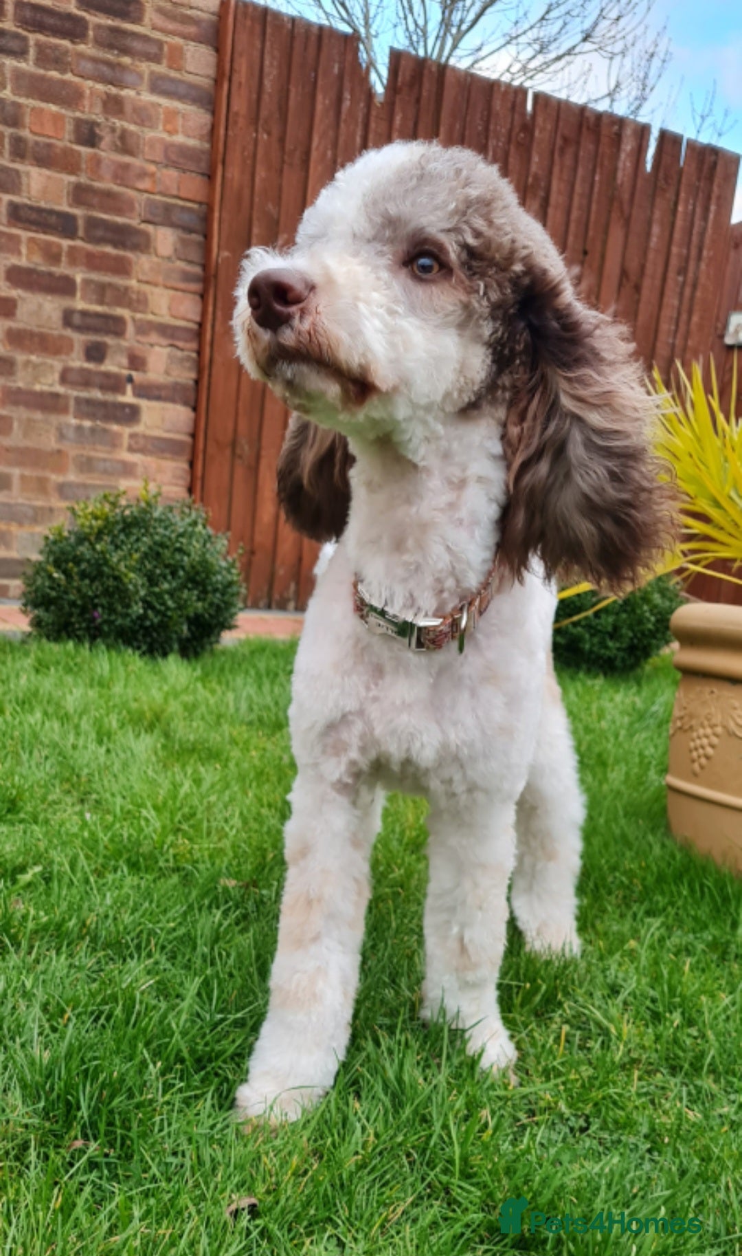 Goldendoodle dogs for stud: FULLY HEALTH TESTED! MOYEN POODLE STUD! in Kettering - Image 13