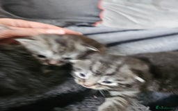 British Longhair cats for sale: Longhaired grey and black kittens, 2 ready now - Image 8