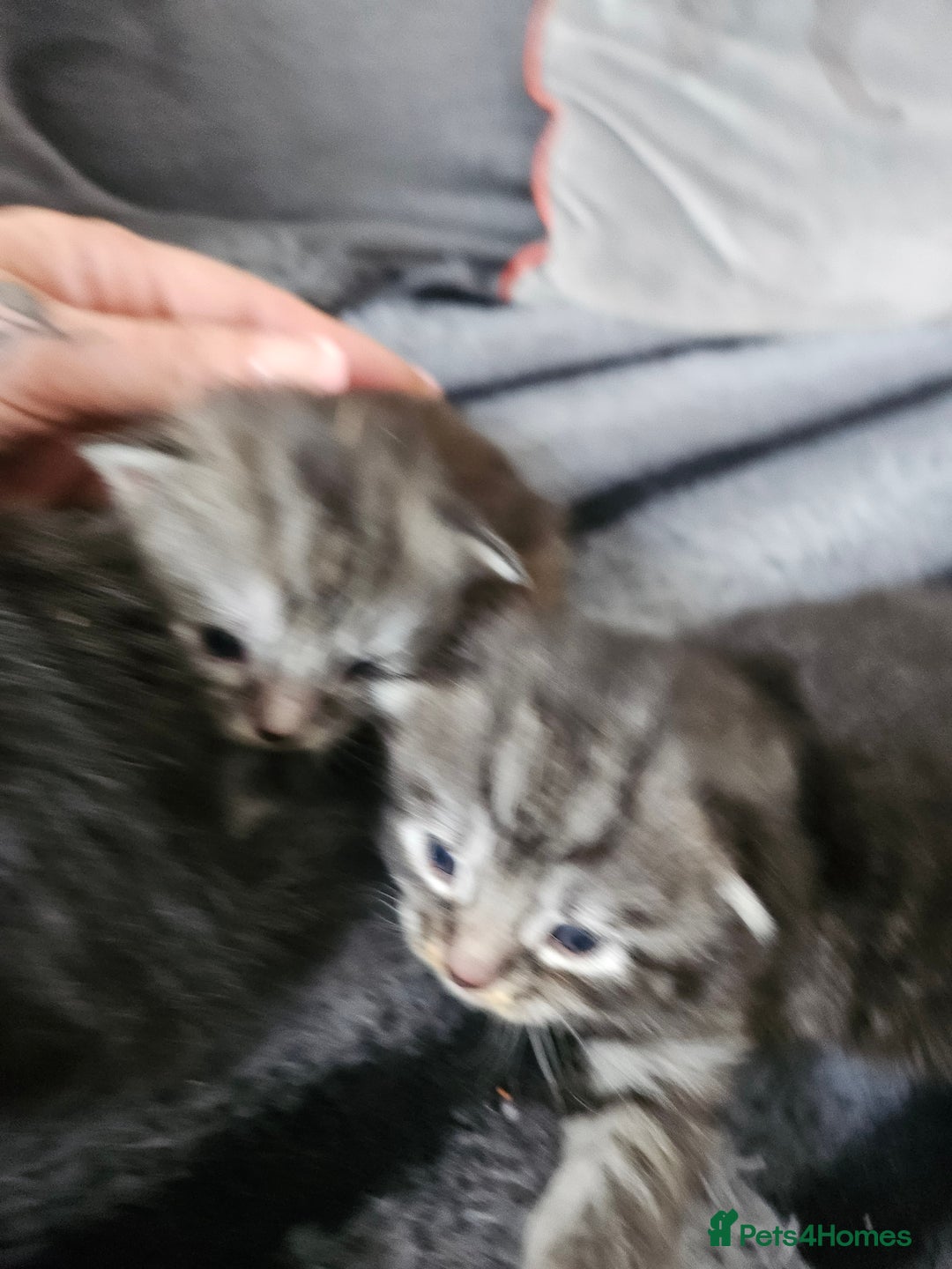 British Longhair cats for sale: Longhaired grey and black kittens, 2 ready now - Image 8