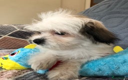 Mixed Breed dogs for sale: shihtzu x maltese  - Image 11