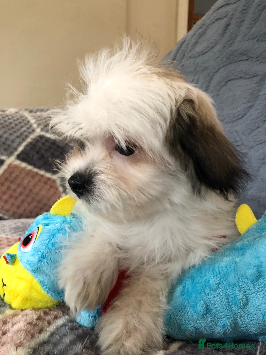 Mixed Breed dogs for sale: shihtzu x maltese  - Image 11