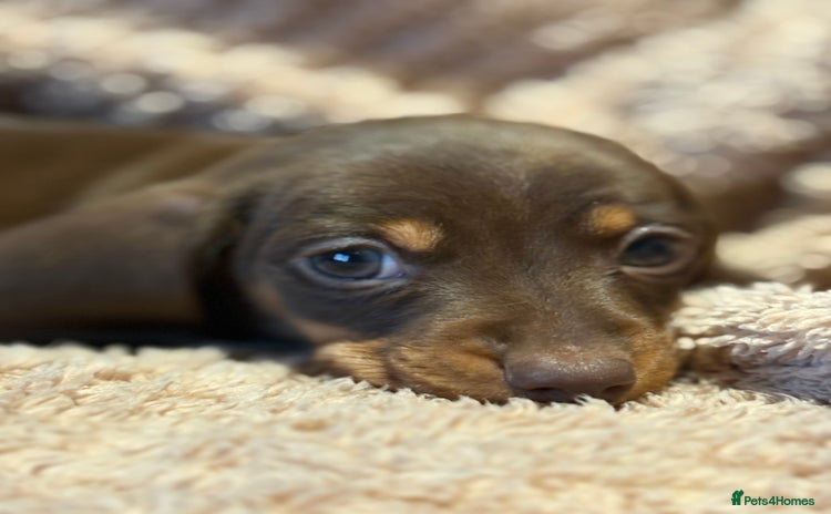 Dachshund dogs - Advert 1