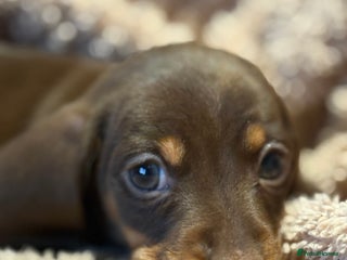 Dachshund dogs - Advert 1