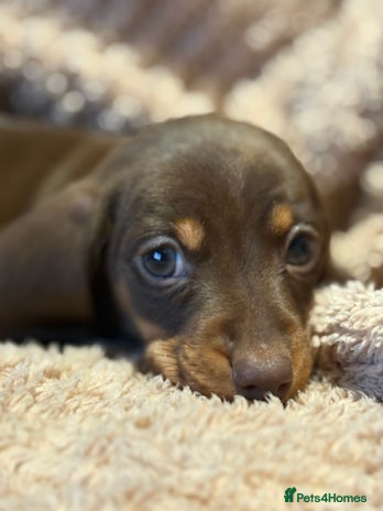 Dachshund dogs - Advert 3